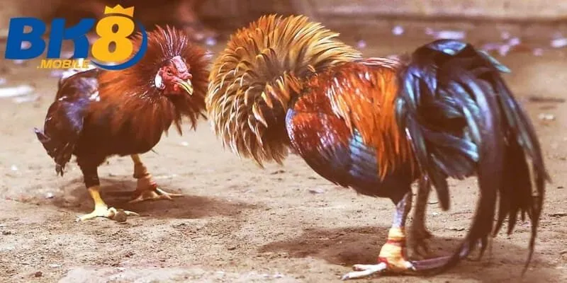 Cược Đá Gà Cựa Sắt Bk8 với 3 lựa chọn