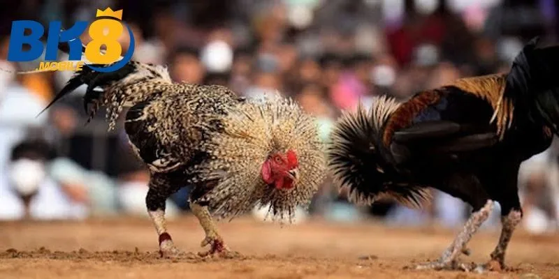 Đa dạng trận đá kê Thomo
